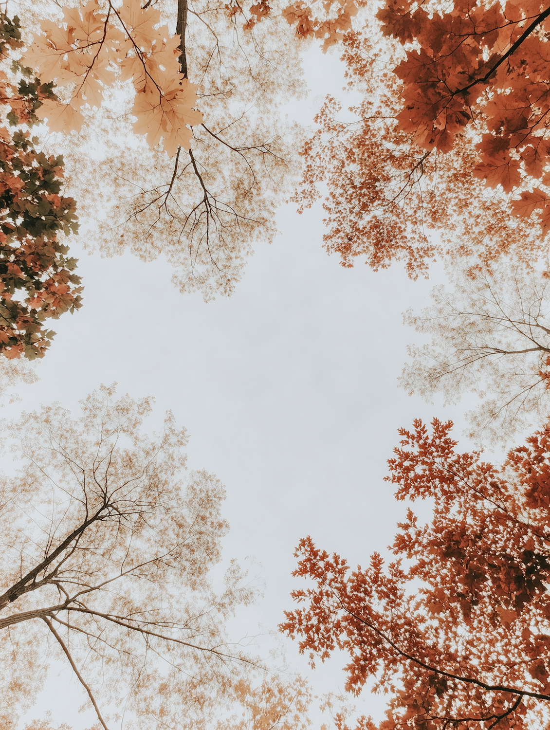 Looking straight up into a canopy of autumn leaves in warm reds and oranges against a pale sky